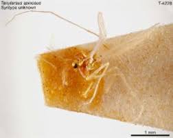 Attēlu rezultāti vaicājumam “Tanytarsus”