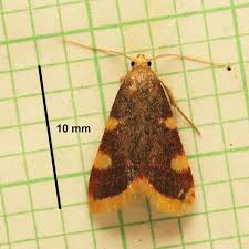 Attēlu rezultāti vaicājumam “Hypsopygia costalis”