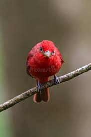 Image result for Piranga rubra