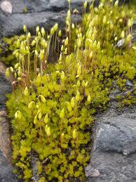 Attēlu rezultāti vaicājumam “Pohlia nutans sporophyte”