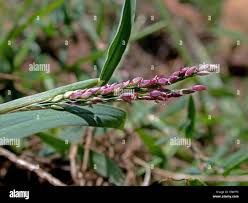 Attēlu rezultāti vaicājumam “Digitaria ischaemum leaf”