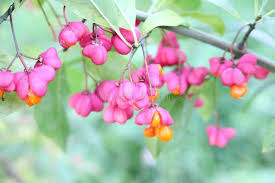 Attēlu rezultāti vaicājumam “Euonymus verrucosus fruit”
