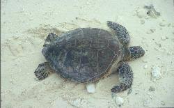Image result for Chelonia mydas