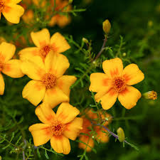 Attēlu rezultāti vaicājumam “Tagetes”