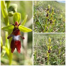 Attēlu rezultāti vaicājumam “Ophrys insectifera flower”