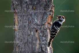 Attēlu rezultāti vaicājumam “Dendrocopos minor”