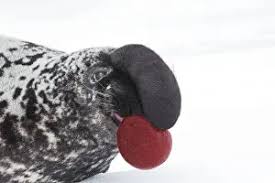 Image result for Cystophora cristata