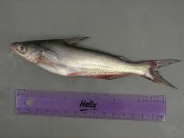 Image result for Ictalurus furcatus