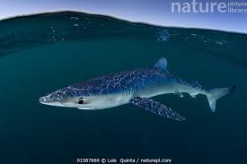 Image result for Prionace glauca