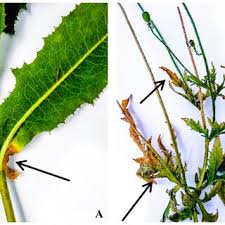Attēlu rezultāti vaicājumam “Papaver argemone leaf”
