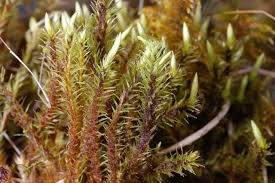 Attēlu rezultāti vaicājumam “Aulacomnium androgynum sporophyte”