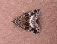 Attēlu rezultāti vaicājumam “Protodeltote pygarga”