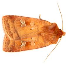 Attēlu rezultāti vaicājumam “Diarsia florida”