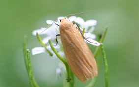 Attēlu rezultāti vaicājumam “Eilema sororcula”