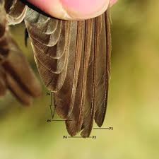 Attēlu rezultāti vaicājumam “Muscicapa striata adult”