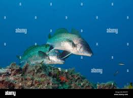 Image result for Sciaena umbra