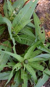 Attēlu rezultāti vaicājumam “Cirsium heterophyllum leaf”