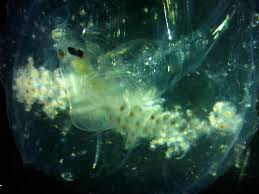 Attēlu rezultāti vaicājumam “Phronia sp.”