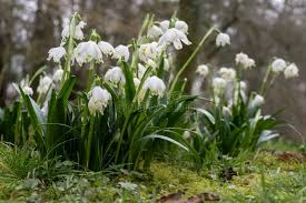 Attēlu rezultāti vaicājumam “Leucojum vernum var. vernum flower”