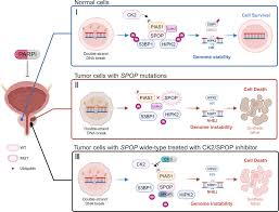 Attēlu rezultāti vaicājumam “Protapion sp.”