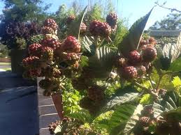 Attēlu rezultāti vaicājumam “Rubus plicatus fruit”