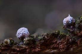 Attēlu rezultāti vaicājumam “Comatricha ellae macro”