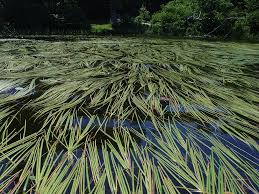 Attēlu rezultāti vaicājumam “Sparganium minimum leaf”