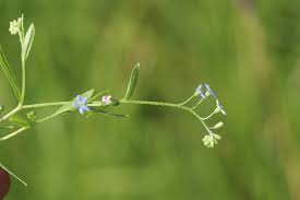 Attēlu rezultāti vaicājumam “Myosotis laxa subsp. baltica”