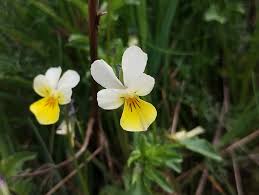 Attēlu rezultāti vaicājumam “Viola tricolor subsp. matutina”