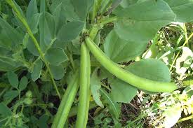 Attēlu rezultāti vaicājumam “Vicia”