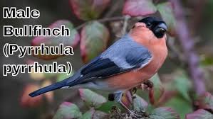 Attēlu rezultāti vaicājumam “Pyrrhula pyrrhula male”