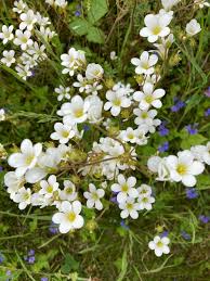 Attēlu rezultāti vaicājumam “Saxifraga granulata”