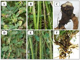 Attēlu rezultāti vaicājumam “Diderma subviridifuscum var. macrospora* macro”
