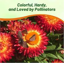 Image result for Helichrysum lindleyii