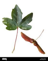 Attēlu rezultāti vaicājumam “Acer pseudoplatanus fruit”