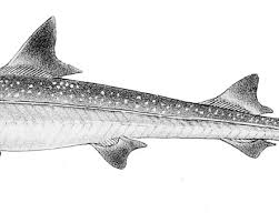 Image result for Mustelus mustelus