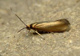 Attēlu rezultāti vaicājumam “Roeslerstammia erxlebella”