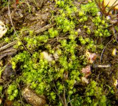 Attēlu rezultāti vaicājumam “Fossombronia foveolata spores”