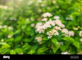 Attēlu rezultāti vaicājumam “Spiraea chamaedryfolia flower”