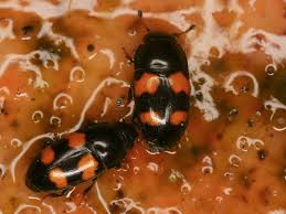 Attēlu rezultāti vaicājumam “Glischrochilus hortensis”