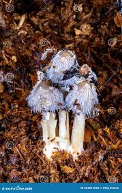 Attēlu rezultāti vaicājumam “Coprinus sp.”