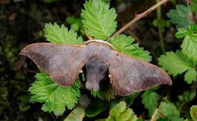 Attēlu rezultāti vaicājumam “Endromidae”