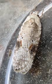 Attēlu rezultāti vaicājumam “Agonopterix alstromeriana”