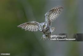 Image result for Aegolius funereus