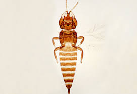 Attēlu rezultāti vaicājumam “Thysanoptera”