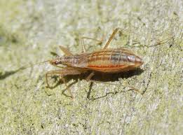 Attēlu rezultāti vaicājumam “Nabis limbatus”