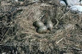 Attēlu rezultāti vaicājumam “Larus argentatus nest”