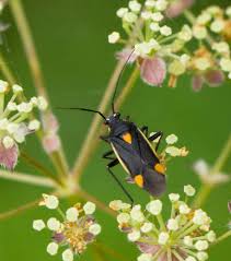 Attēlu rezultāti vaicājumam “Capsodes gothicus”