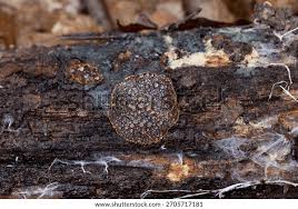 Attēlu rezultāti vaicājumam “Hymenochaete rubiginosa”