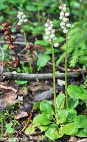 Attēlu rezultāti vaicājumam “Pyrola minor fruit”